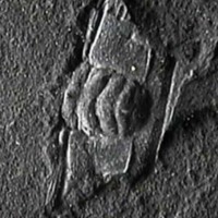 KrM G0282 - Trilobit