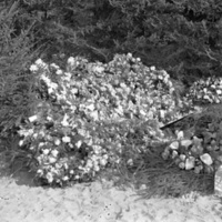 KrM KAJE003115 - Begravningsplats