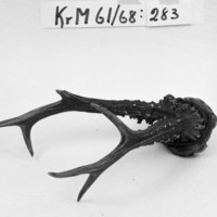 KrM 61/68 283 - Horn