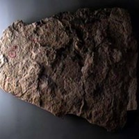 KrM G0469 - Trilobit
