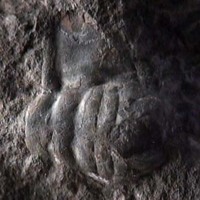 KrM G0274 - Trilobit