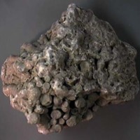 KrM G0049 - Korall
