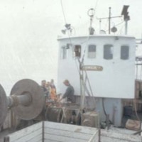 KrM KCA001639 - Sillfiske