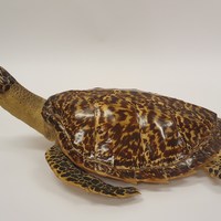 KrM 5/2020 1 - Sköldpadda