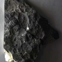 KrM G0450 - Trilobit