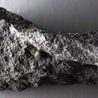 KrM G0276 - Trilobit
