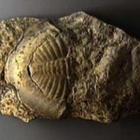 KrM G1033 - Trilobit