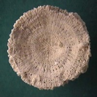 KrM G0331 - Korall