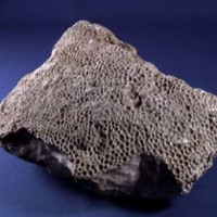 KrM G0551 - Korall