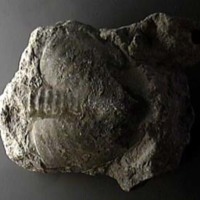 KrM G0030 - Trilobit