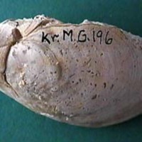 KrM G0196 - Brachiopod