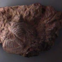 KrM G0463 - Trilobit