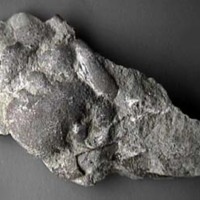 KrM G0279 - Trilobit