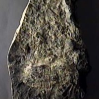 KrM G0009 - Trilobit