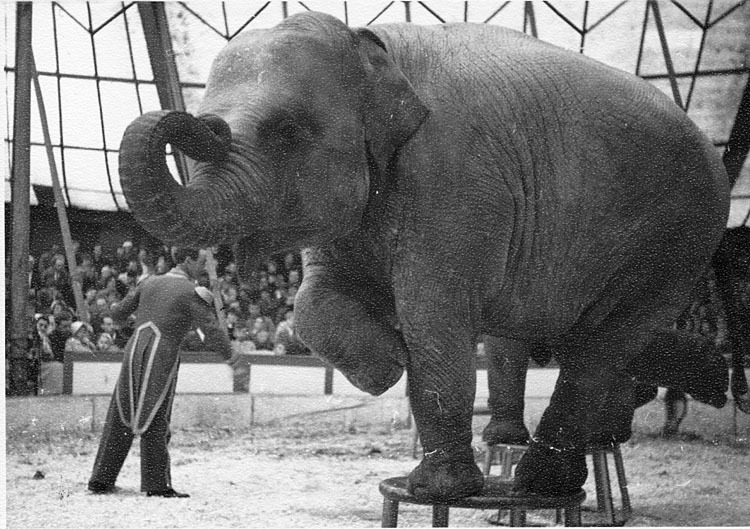 Cirkus Zoo - Lövbergaparken