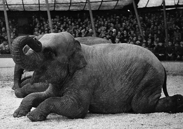 Cirkus Zoo - Lövbergaparken