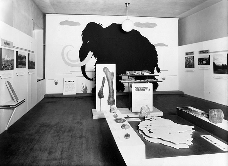 Mammutfynd i Pilgrimstad. Från utställningen 1945.