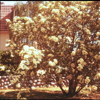 FGÖ 1686-54 - Blommande träd