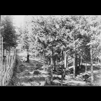 FGÖ 1685-038-2 - Utflykt i skogen