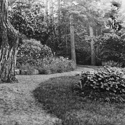 Solb 2001 12 7 - Trädgården vid Fjällnäs, 1900