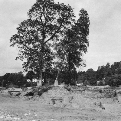 Solb 1978 32 70 - Träd
