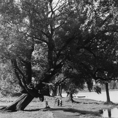 Solb 1983 23 25 - Träd