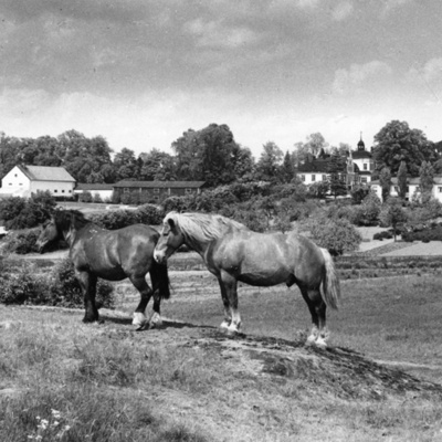 Solb 2000 8 33 - Hästar vid Stora Frösunda, 1950-tal