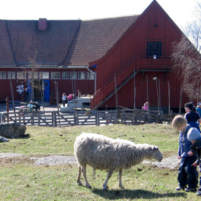 Solb 2022 06 13 - Får och besökare vid Överjärva gård
