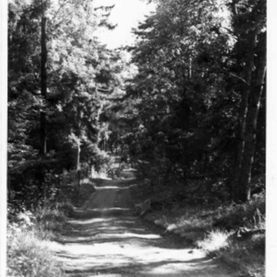 Solb 1980 50 5 - Skogsväg bakom Alléskolan, 1948
