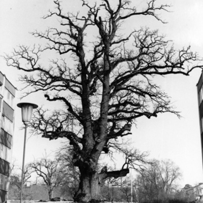 Solb 1978 97 13 - Träd