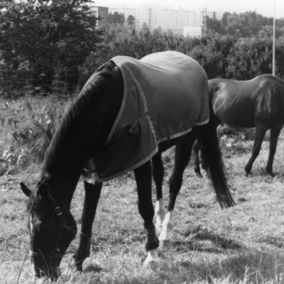 Solb U 1988 51 21 - Häst