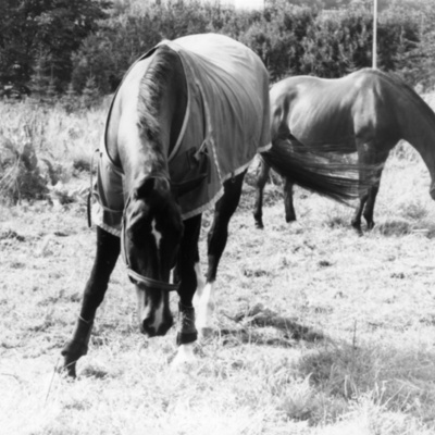 Solb U 1988 51 22 - Häst
