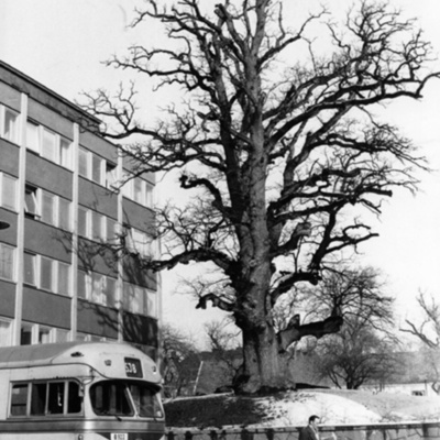 Solb 1978 97 14 - Träd