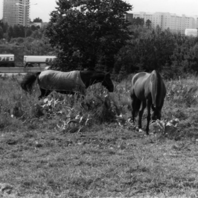 Solb U 1988 51 20 - Häst