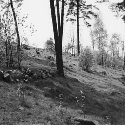 Solb 1978 32 93 - Skog