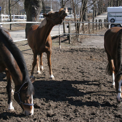 Solb 2014 20 15 - Hästar vid Huvudsta ridskola