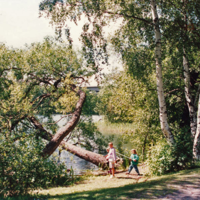Solb 1996 16 78 - Lutande träd vid Huvudsta strand