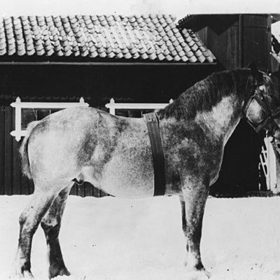 Solb 1994 11 8 - Häst utanför stallet, Överjärva gård