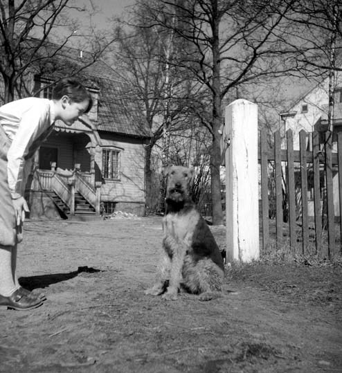 Jan Sjöström med hunden Yorki, troligen 1950.
