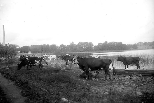 Kor vid Hunsnäsens strand.
